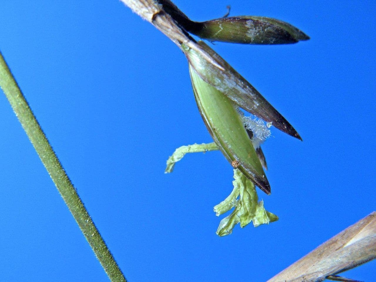 Elytrostachys 3