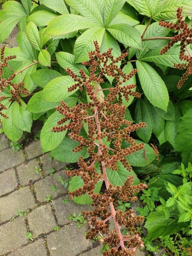Rodgersia 2