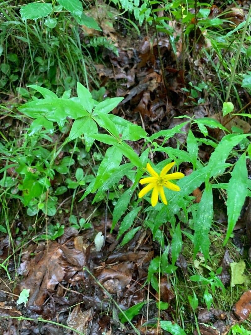 Coreopsis mayor