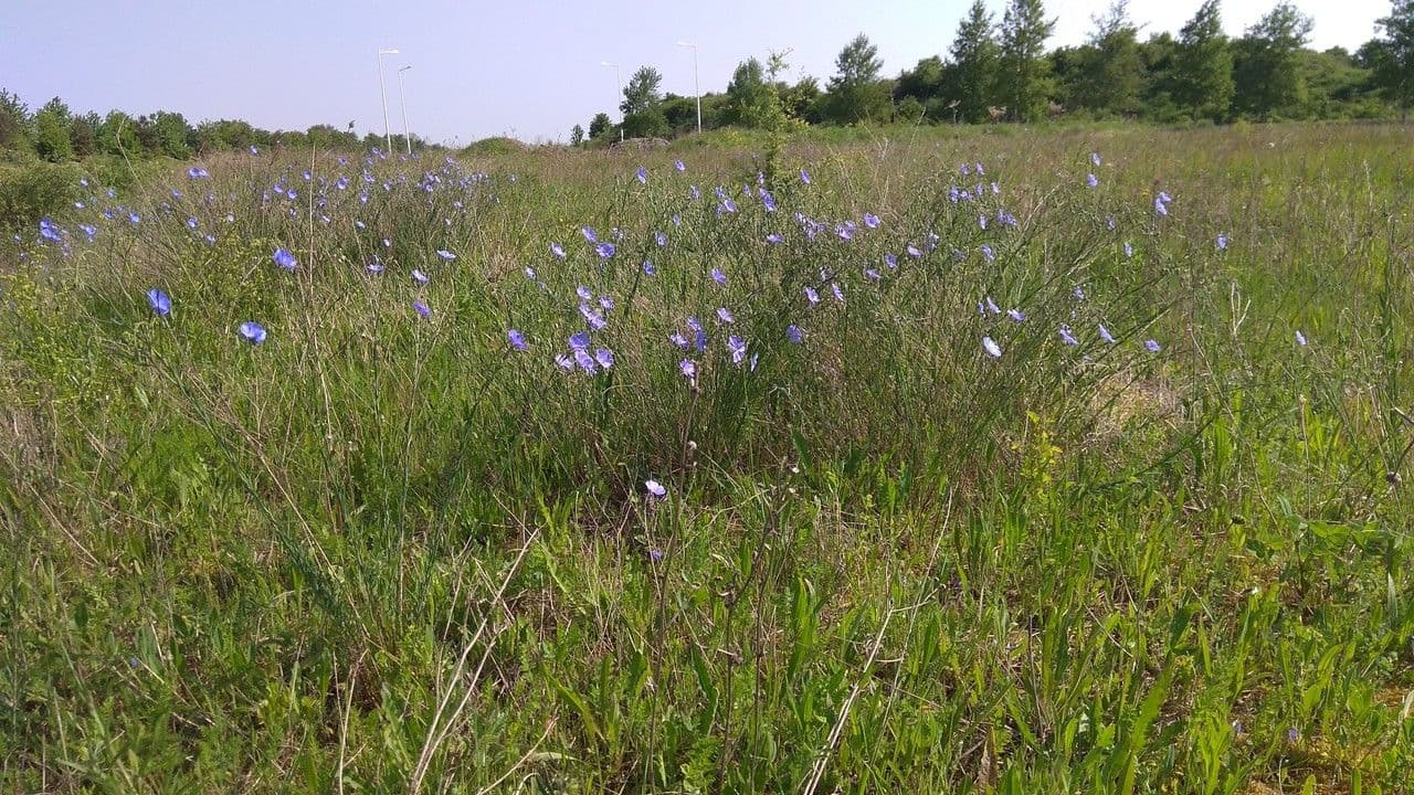 Linum leonii 13