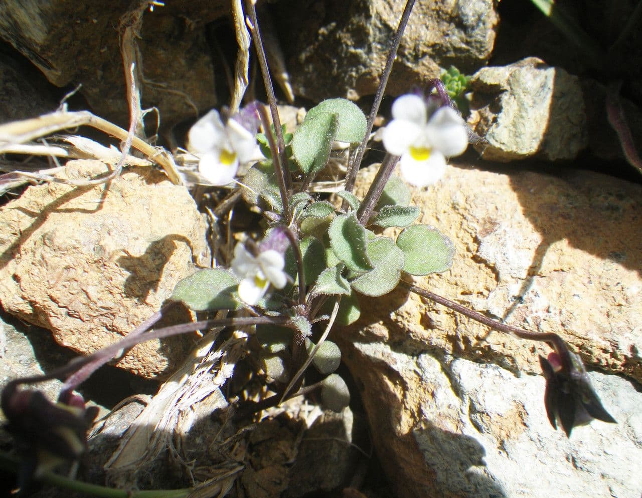 Viola 5