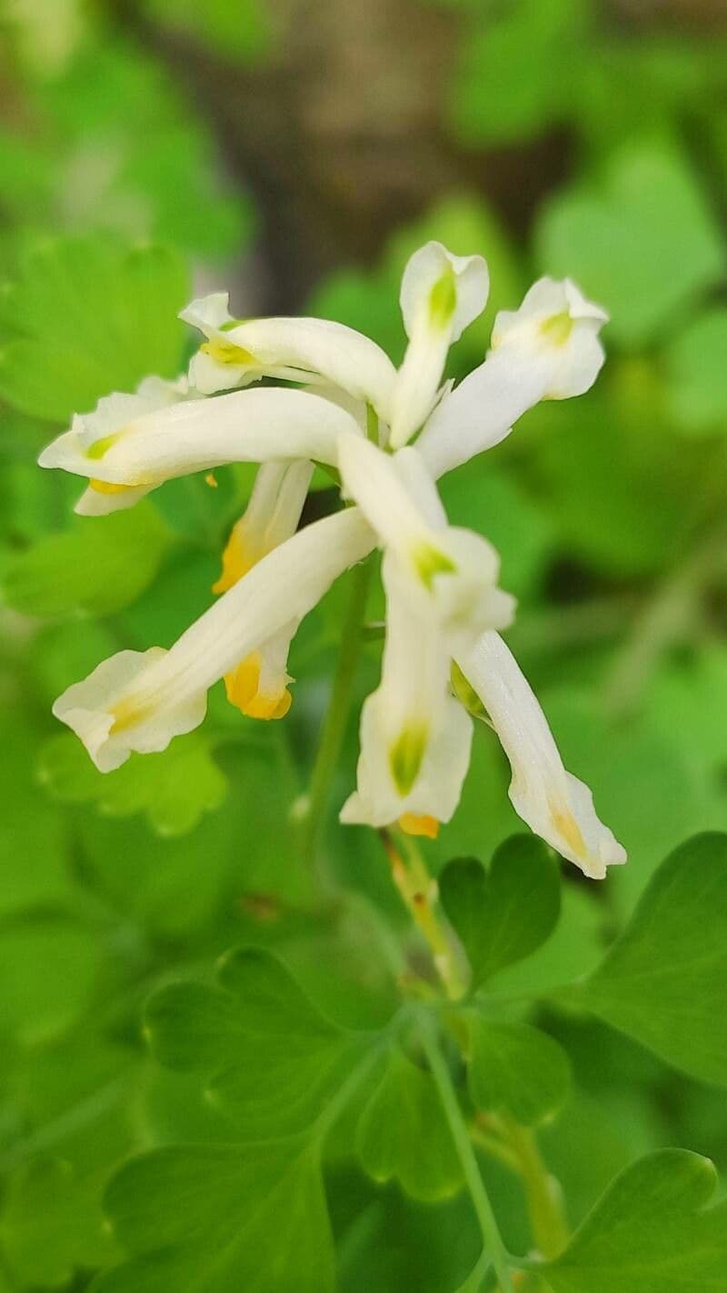 Corydalis blanca 5