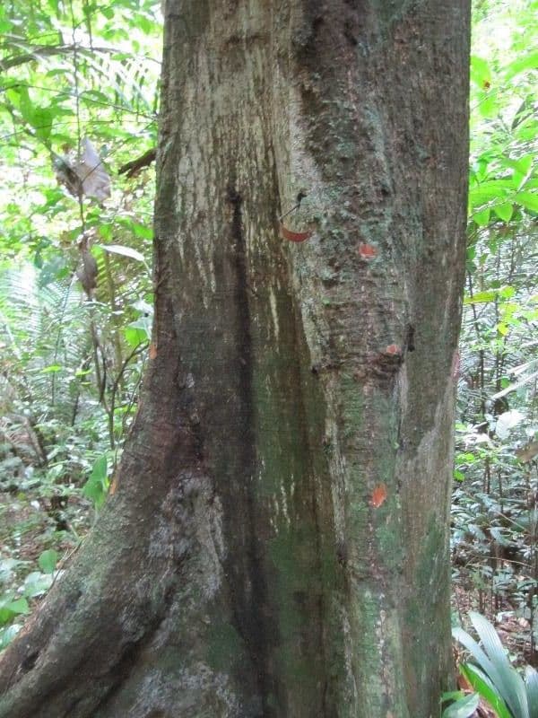 Surinam-Baum 6