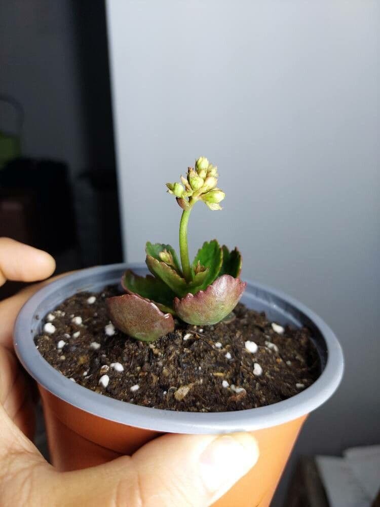 Kalanchoe 25