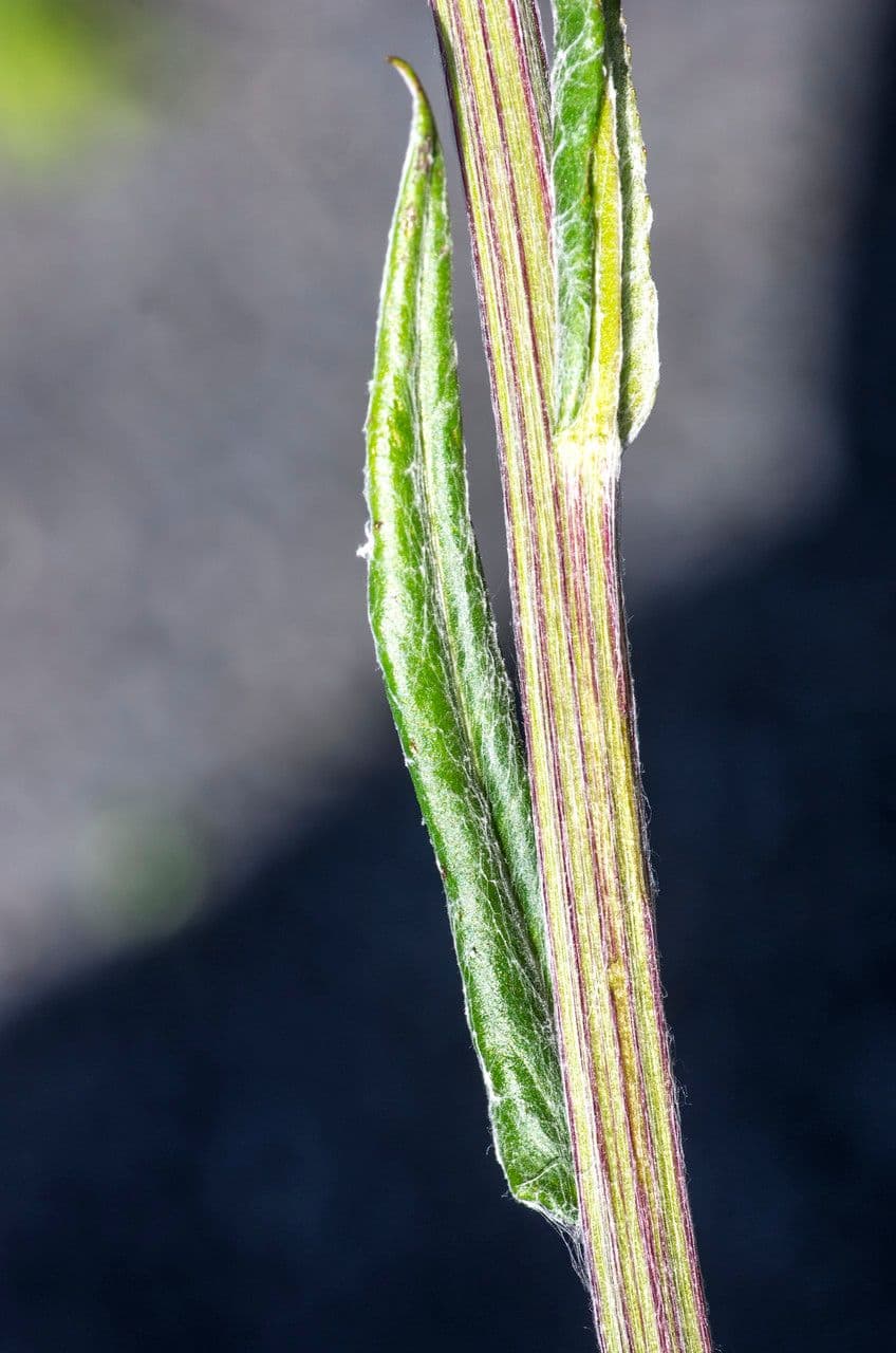Tephroseris helenitis 30
