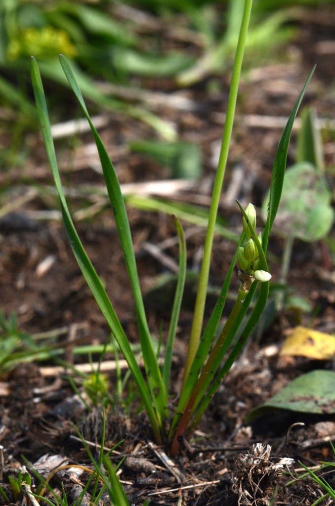 Nothoscordum bivalve 10