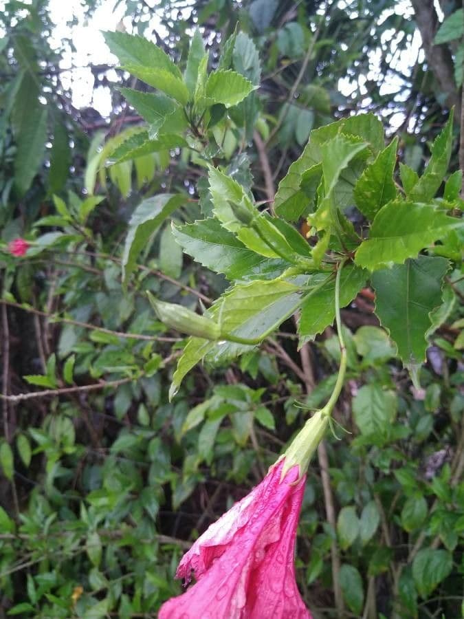 Hibiscus cispadanus 10