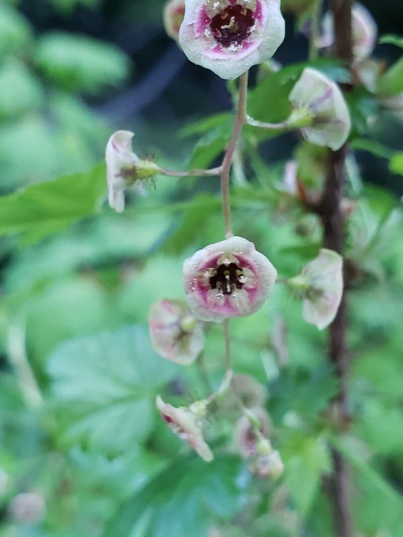 Ribes lacustre 10