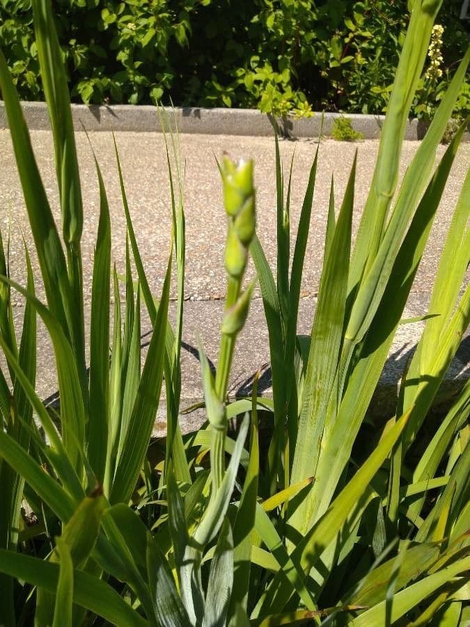 Sisyrinchium striato