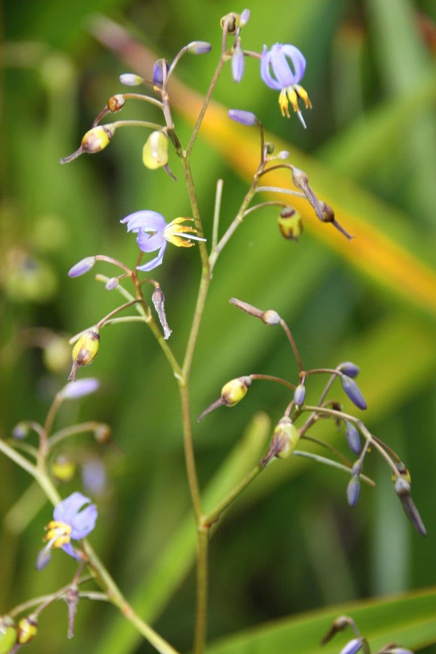 Dianella modrá 10