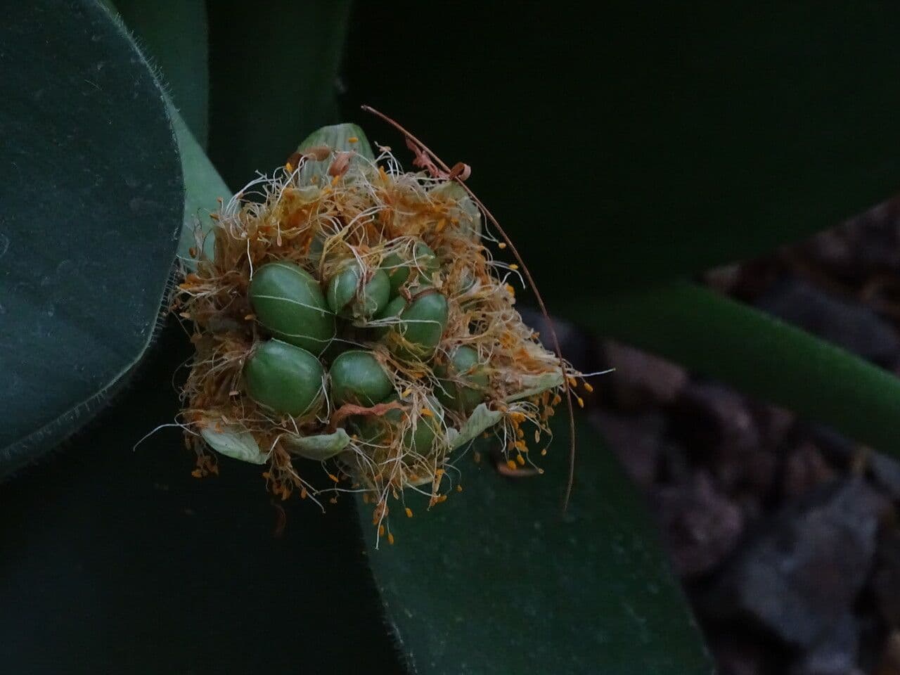 Haemanthus