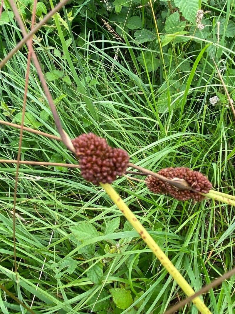 Giunco conglomerato 6