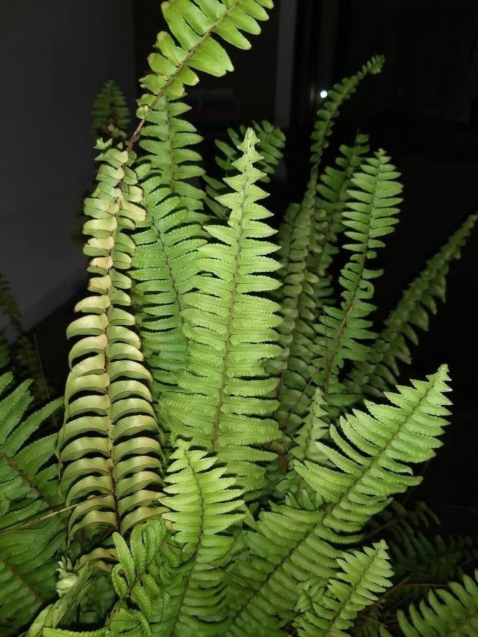 Nephrolepis 15