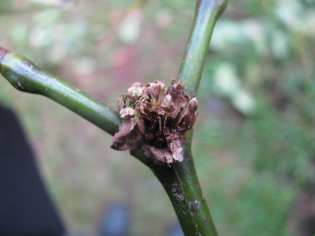Palicourea axillaris