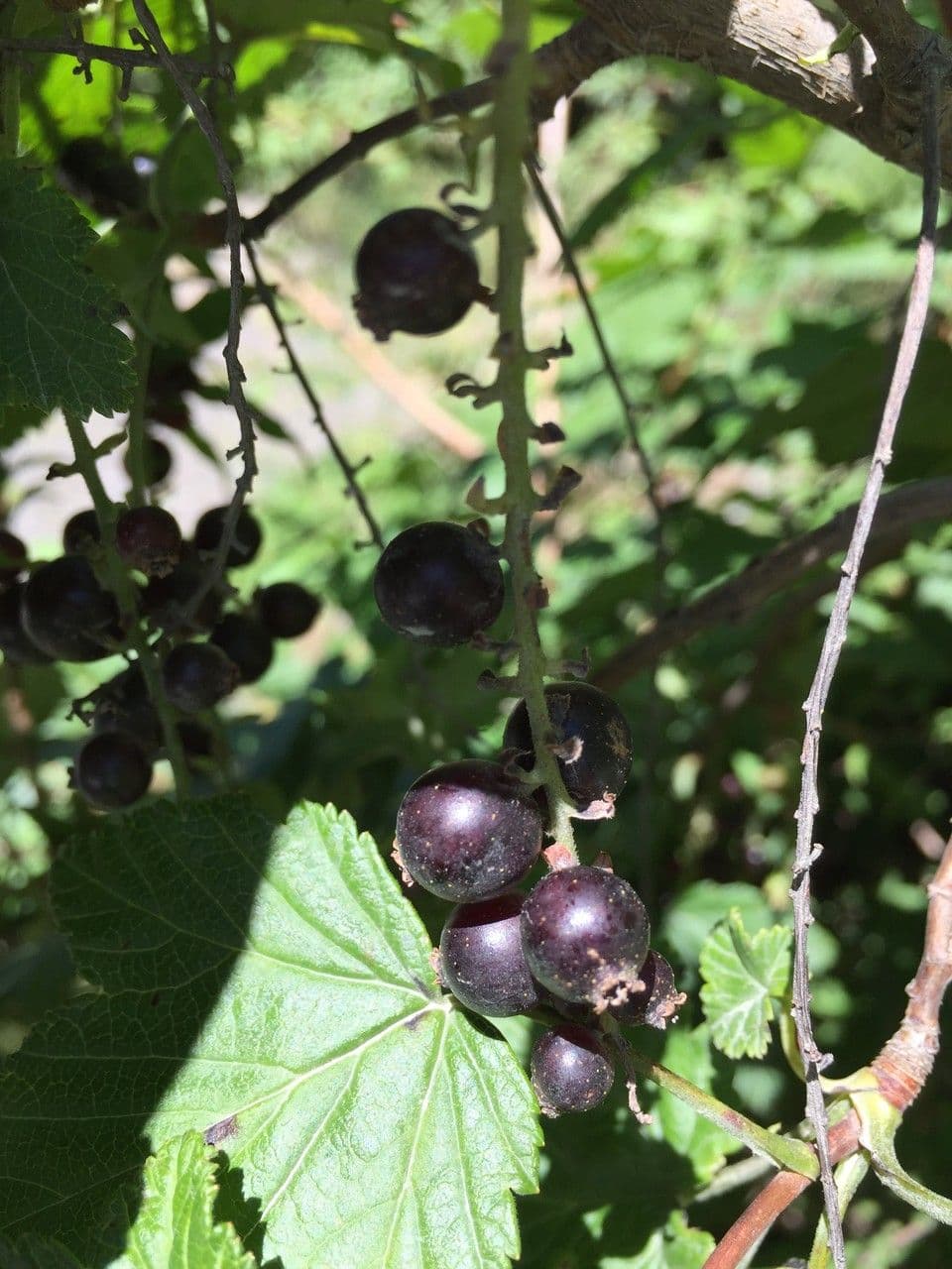 Ribes 4