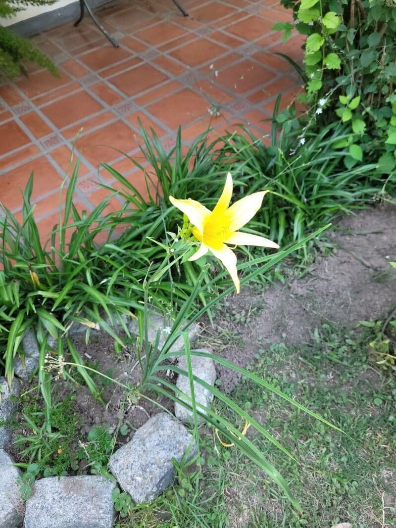 Hemerocallis minor 3
