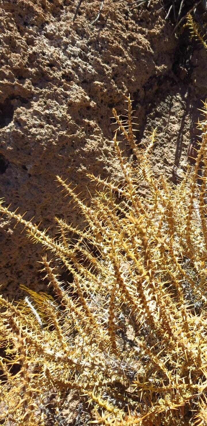 Junellia 15