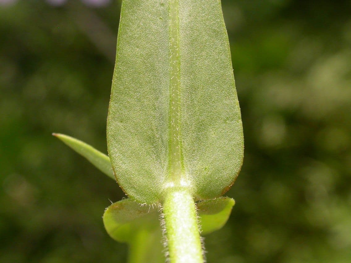 Zottiger Phlox 14