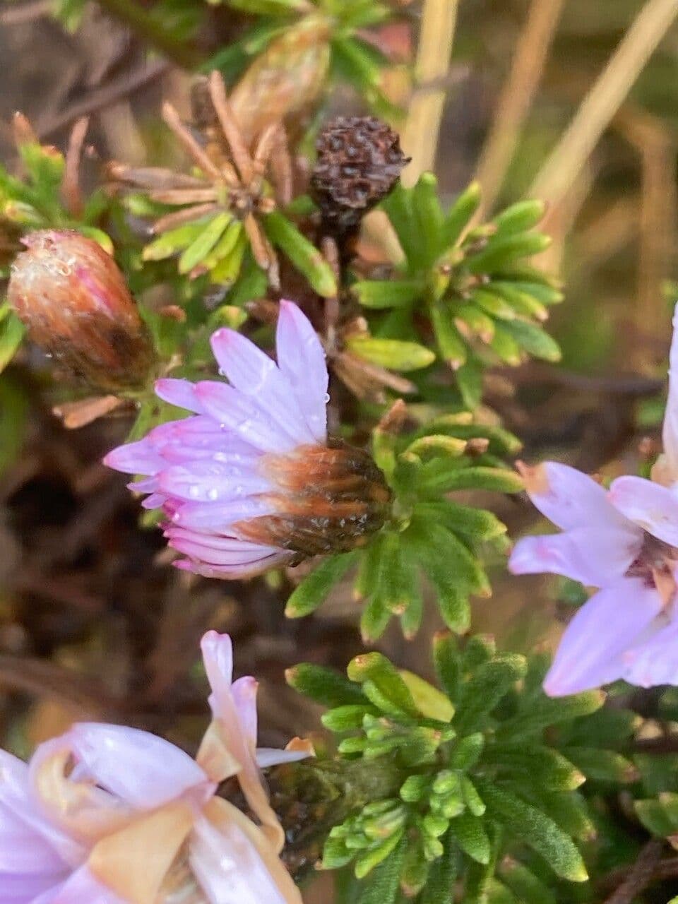 Diplostephium 9