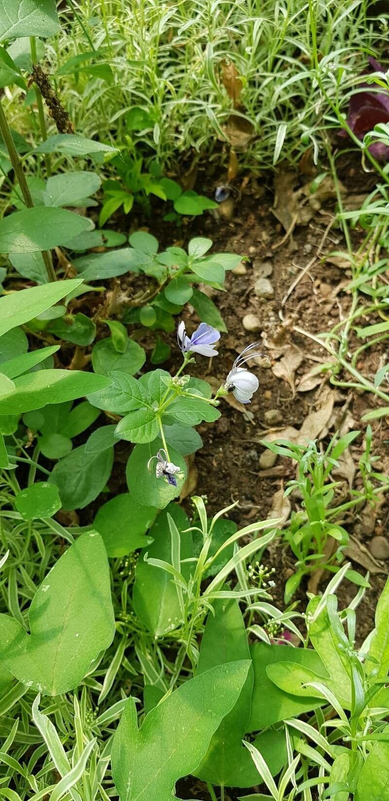 Lantana 12