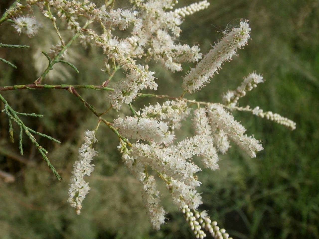 Tamariz 3