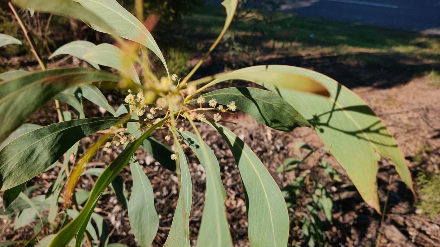 Acacia falcata 5