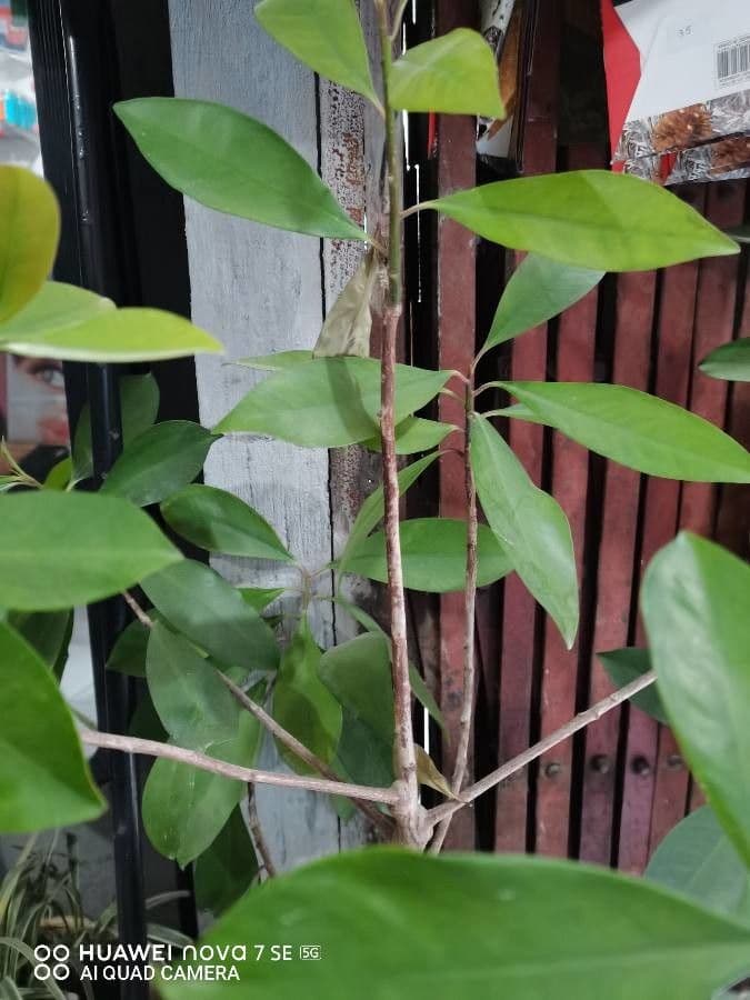 Ardisia eliptická 21