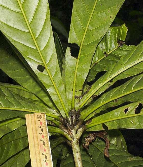 Meliosma 11