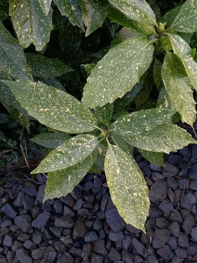 Aucuba giapponese 19