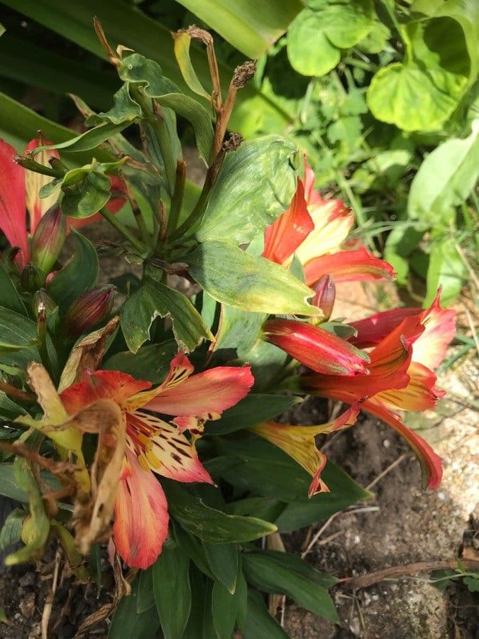 Alstroemeria aurea