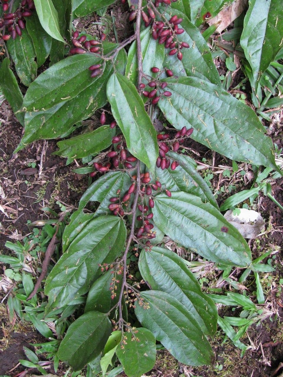 Lunania 8