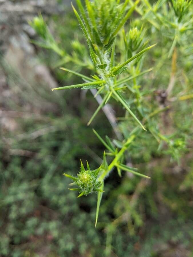 Ginestra irta 3