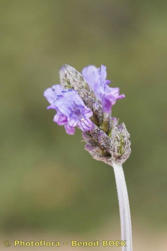 Lavanda 4