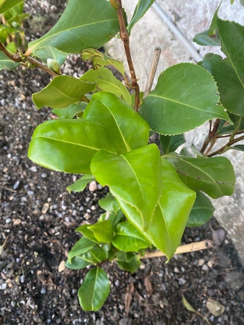Camelia sasanqua 19