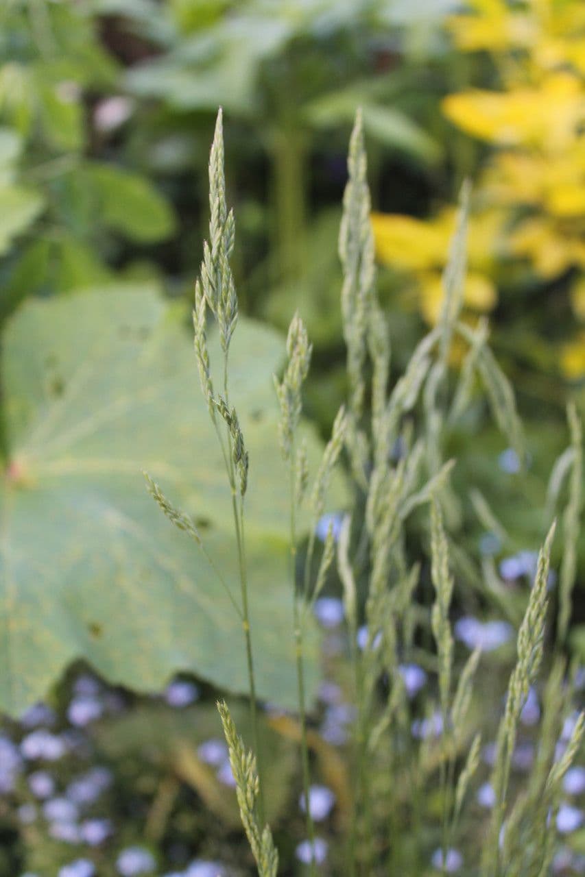 Festuca rossa 18