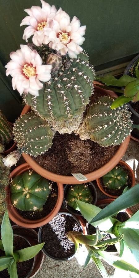 Cactus a palla 5