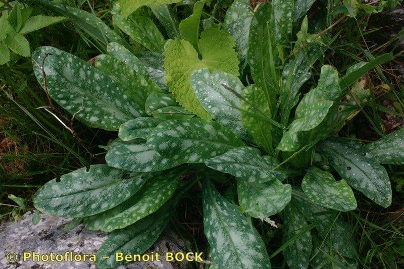 Cerinthe liscia 23