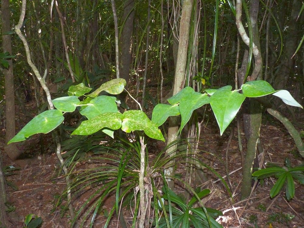 Phyllanthus