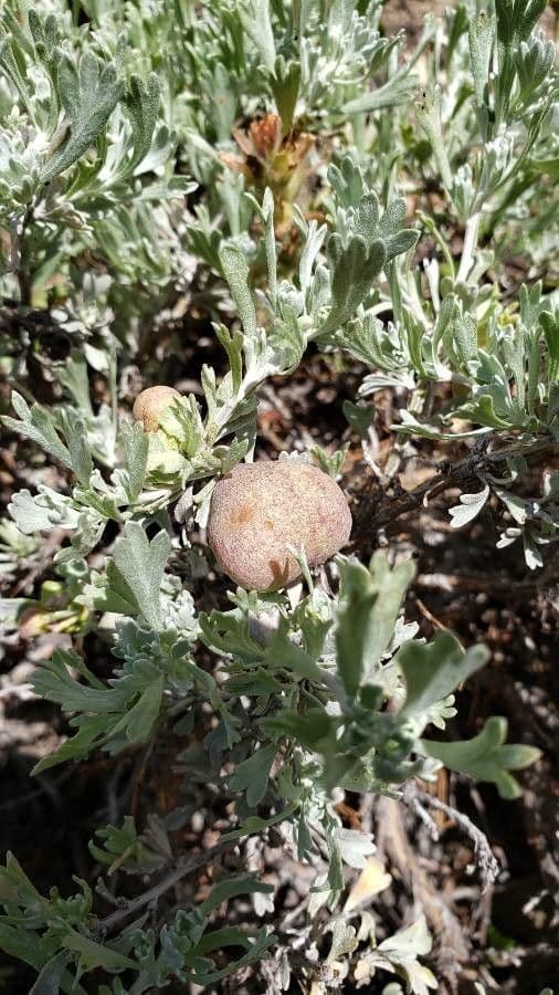 Artemisia tridentata 5