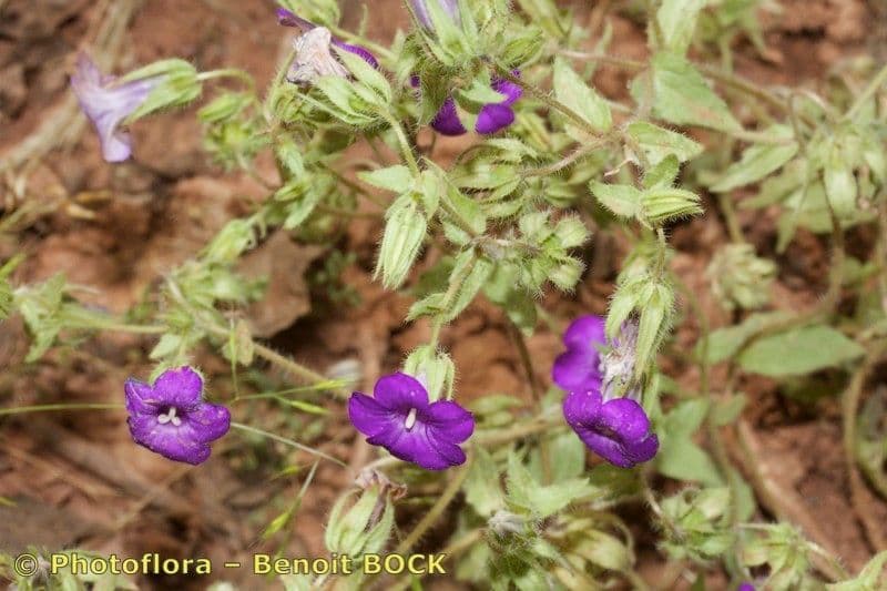 Campanula 7