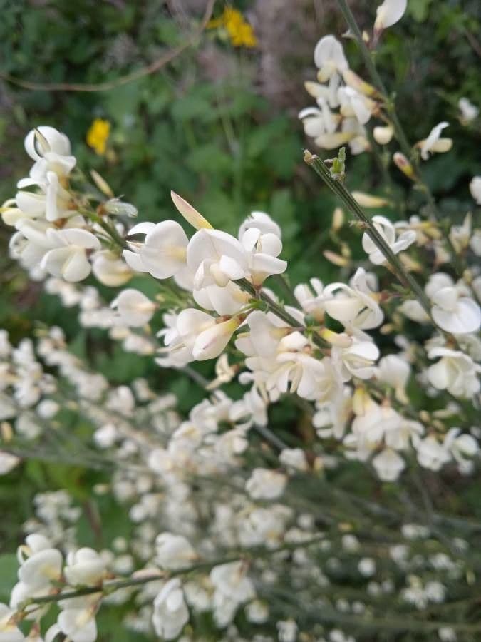 Ginestra multiflora 3