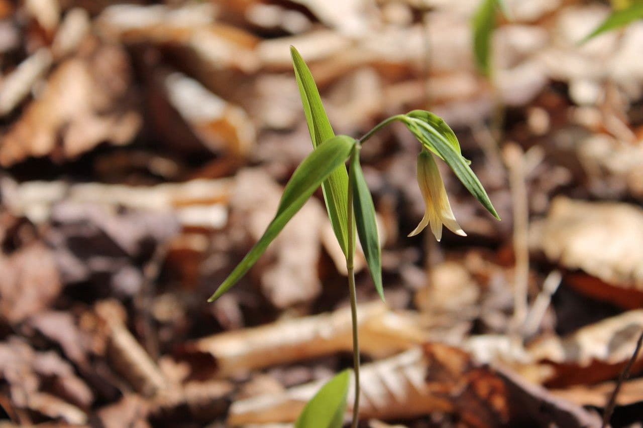 Uvularia sessilifolia 8