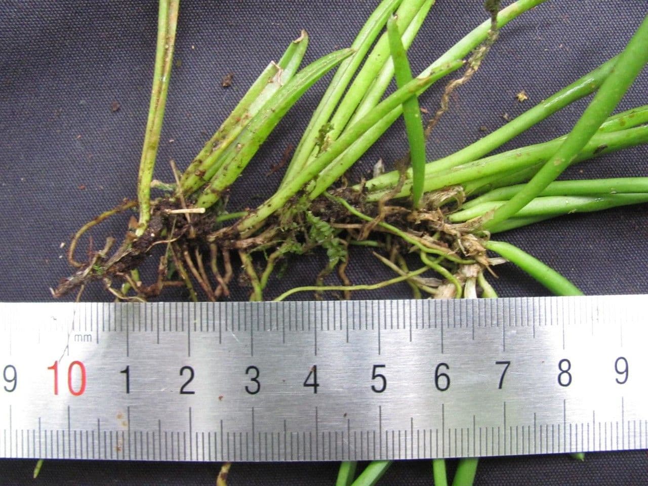 Barbosella 2
