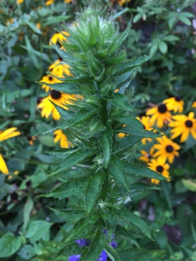 Lobelia blu 15