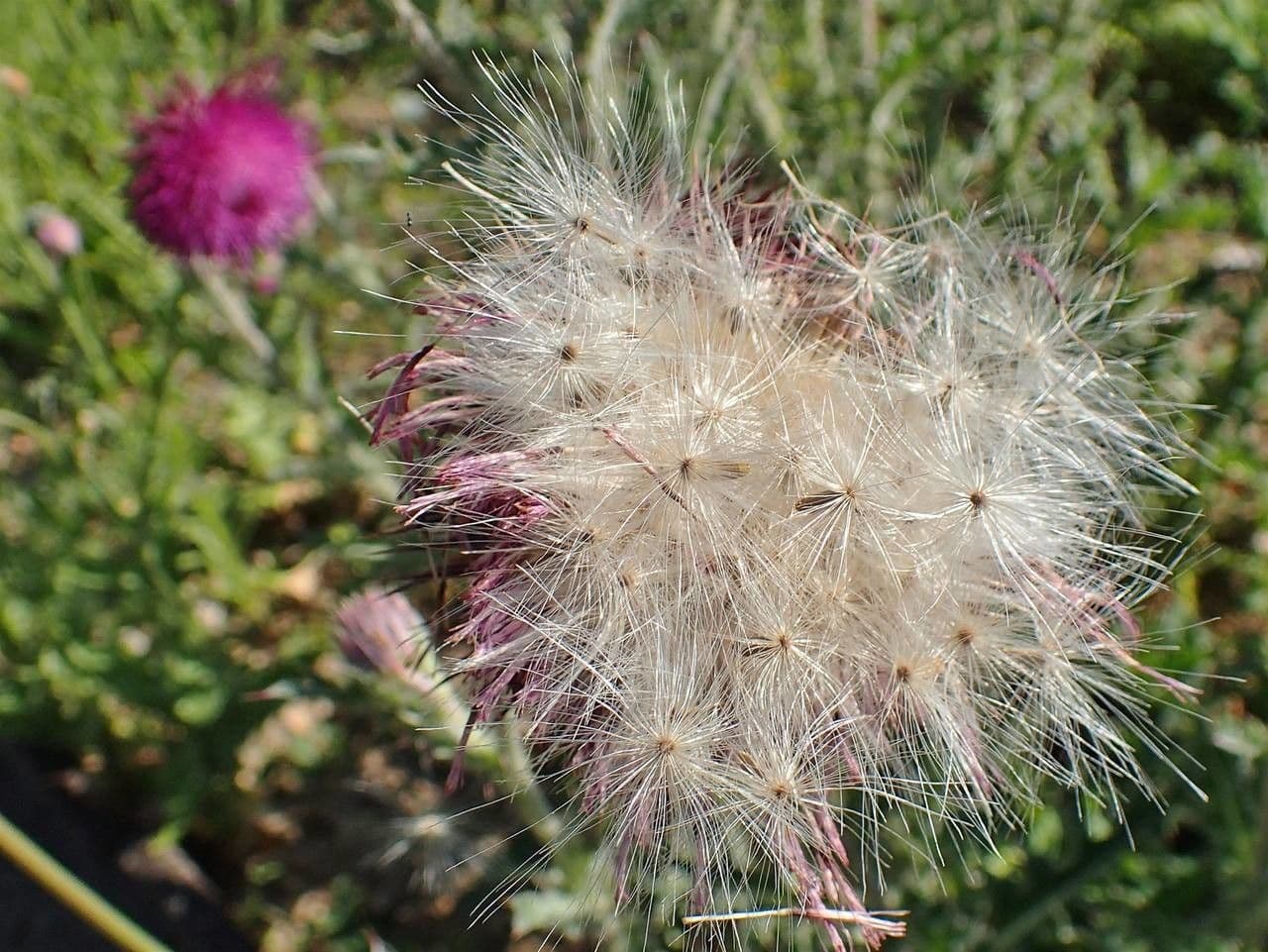 Cardo rosso