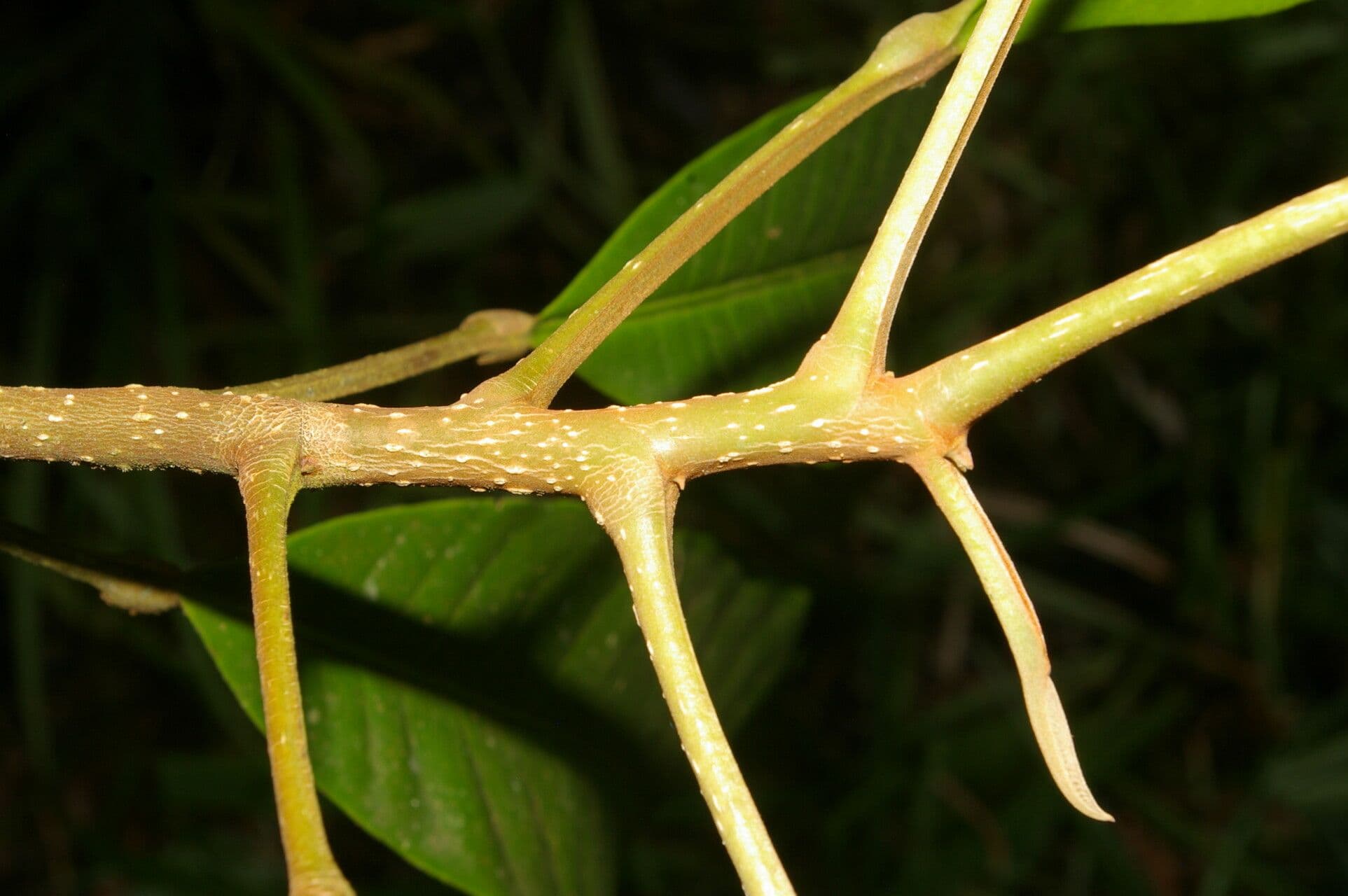 Conchocarpus 20
