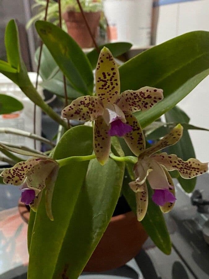 Cattleya maculata 5