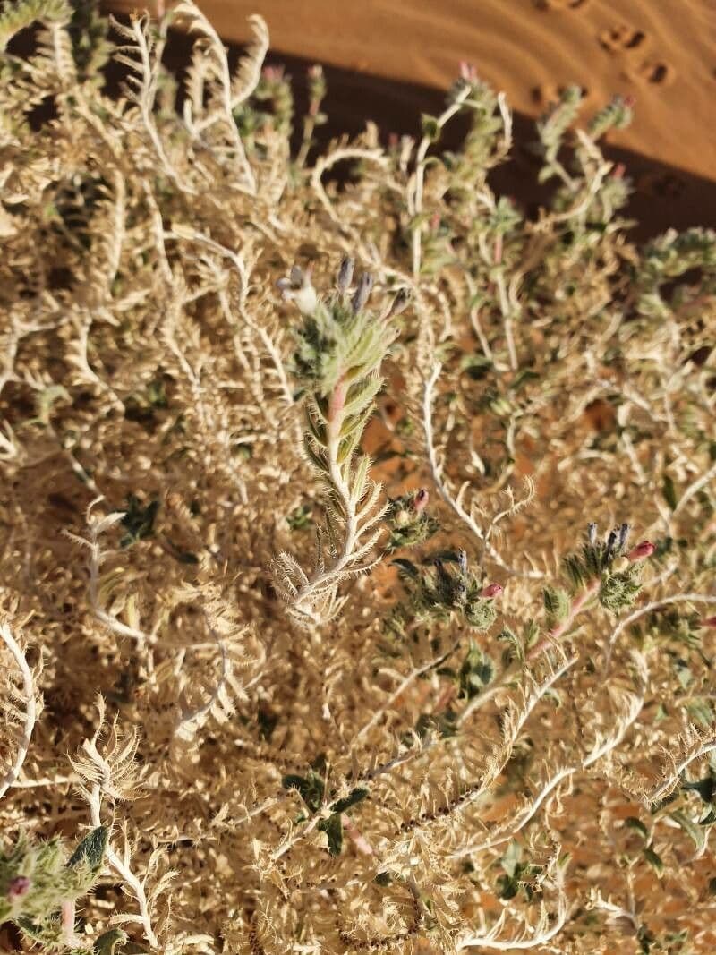 Moltkiopsis ciliata 11