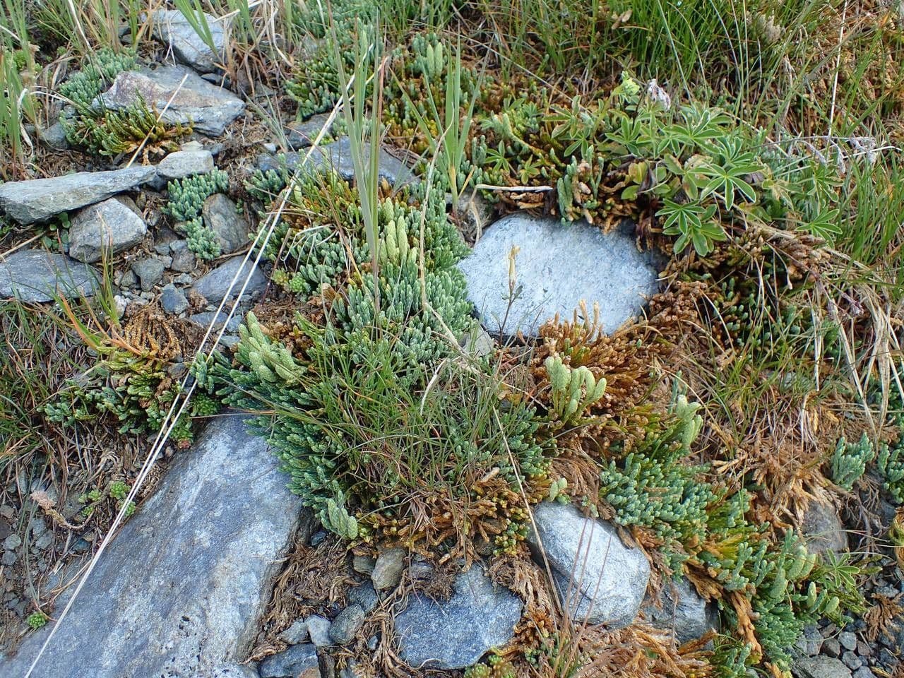 Lycopodium alpinum 10
