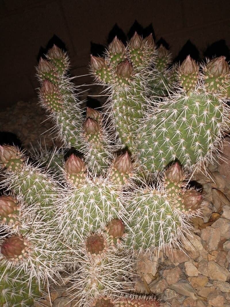 Nopal espinoso 3
